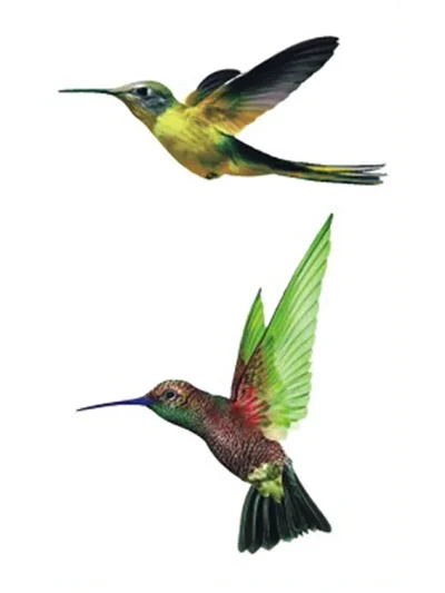 Flying Hummingbirds Tattoo