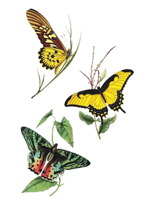 Rest Butterfly Tattoo