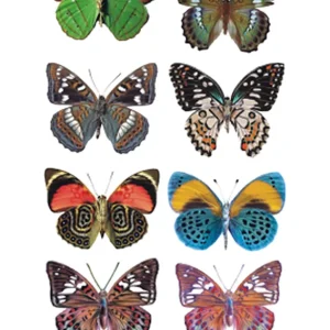 Leopard Butterfly Tattoo