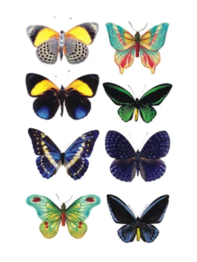 Beautiful Butterfly Temporary Tattoo