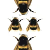 Bee Tattoo