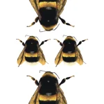 Bee Tattoo