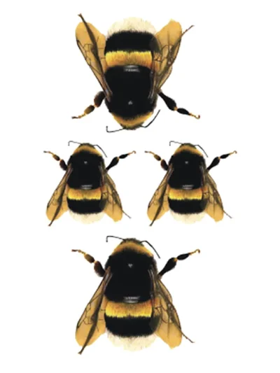 Bee Tattoo