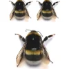 Drone Bee Tattoo
