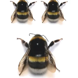 Drone Bee Tattoo