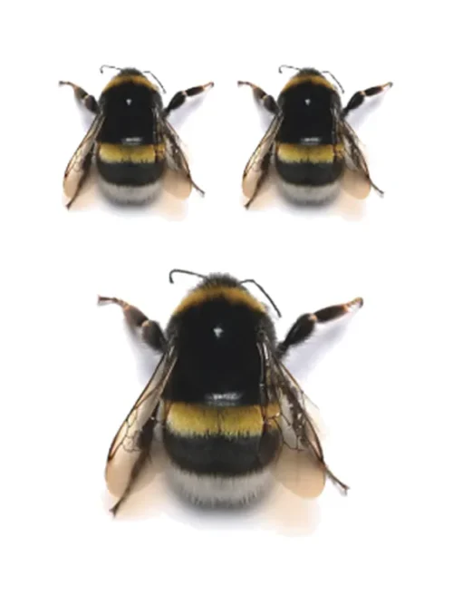 Drone Bee Tattoo