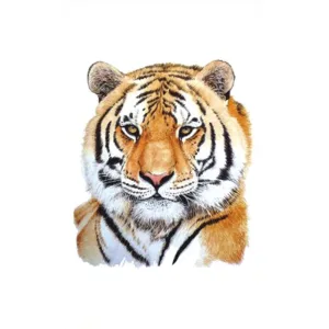 Obese Tiger Tattoo